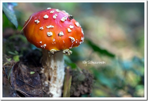 fairytale mushroom